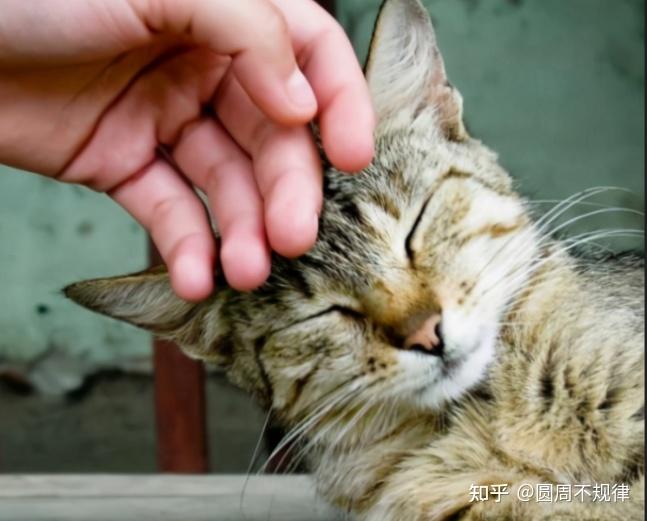 小猫打疫苗多少钱_打小猫_小猫打狂犬疫苗多少钱一针