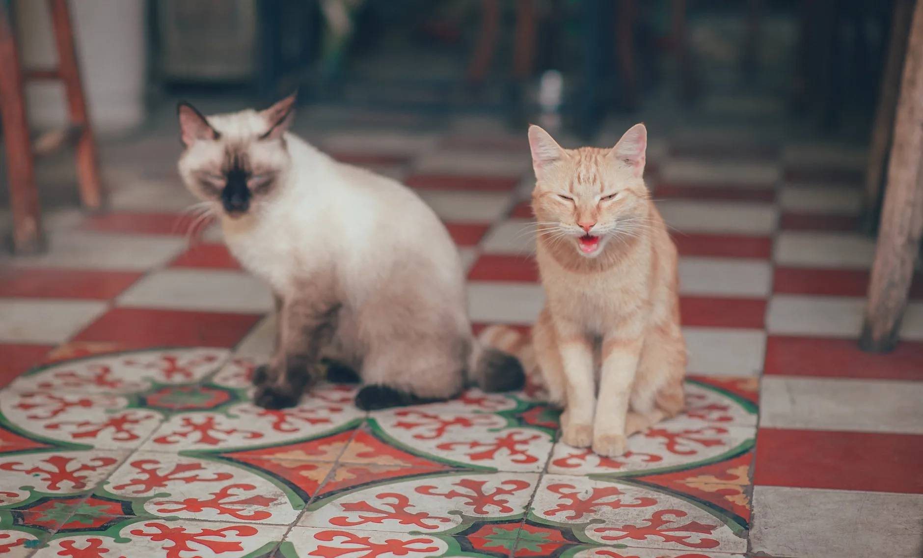 小猫打狂犬疫苗多少钱一针_小猫打疫苗多少钱_打小猫