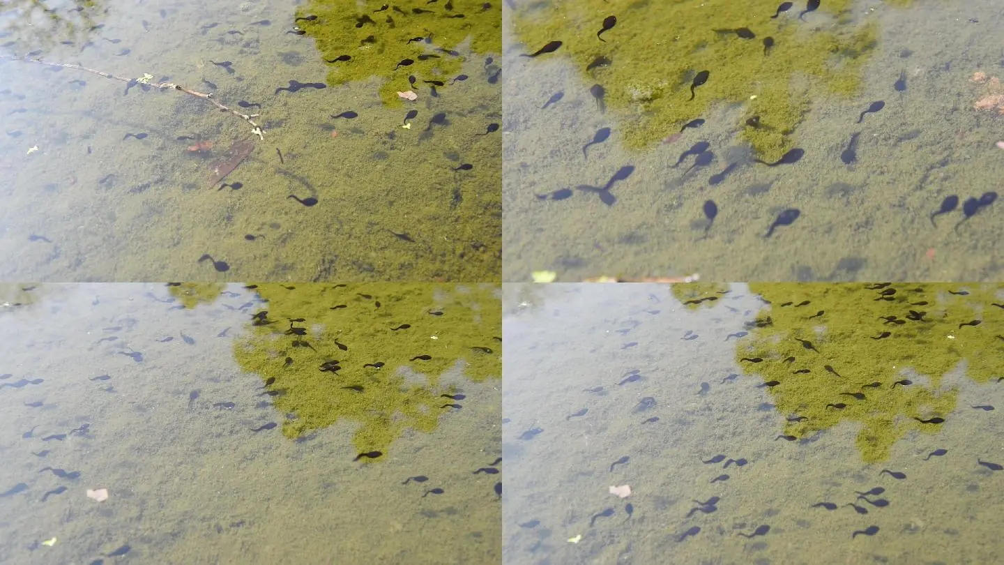 小蝌蚪视频旧安装包3.0_小蝌蚪视频旧安装包3.0_小蝌蚪视频旧安装包3.0