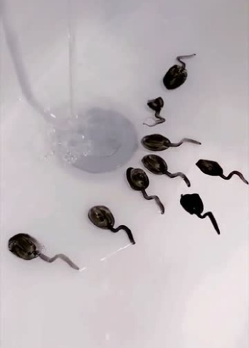 小蝌蚪视频旧安装包3.0_小蝌蚪视频旧安装包3.0_小蝌蚪视频旧安装包3.0