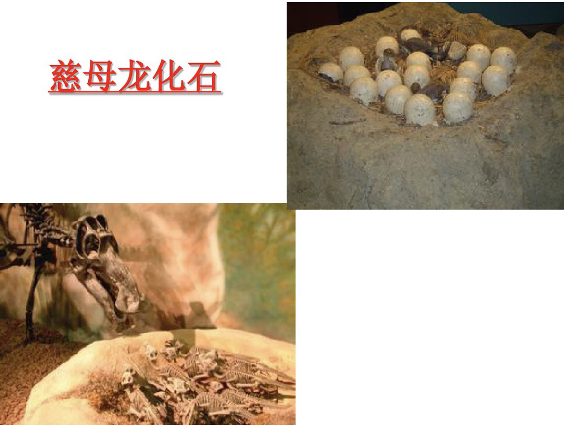 恐龙孵蛋手机游戏_恐龙蛋孵化游戏_恐龙手机孵蛋游戏怎么玩