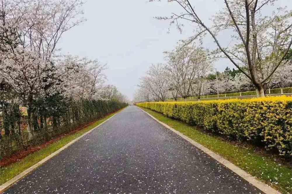 4.30号高速免费吗_高速免费4月30日_高速免费到7号还是8号