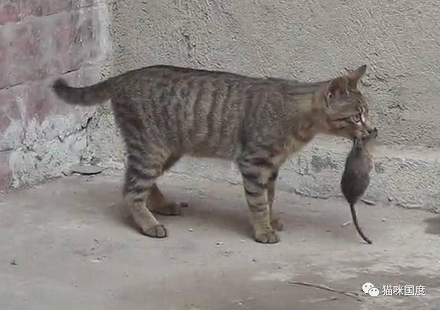 猫和老鼠游戏变身手机版_老鼠变身记在线阅读_变身老鼠猫版手机游戏