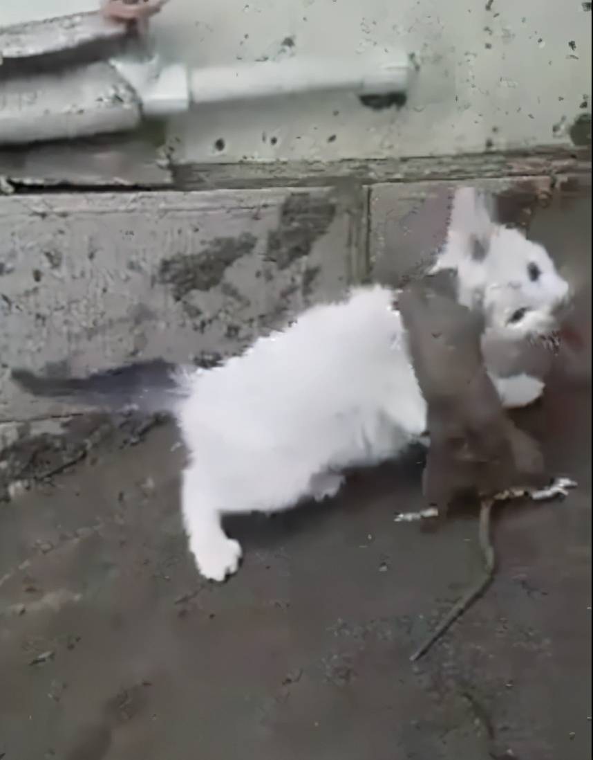 变身老鼠猫版手机游戏_老鼠变身记在线阅读_猫和老鼠游戏变身手机版