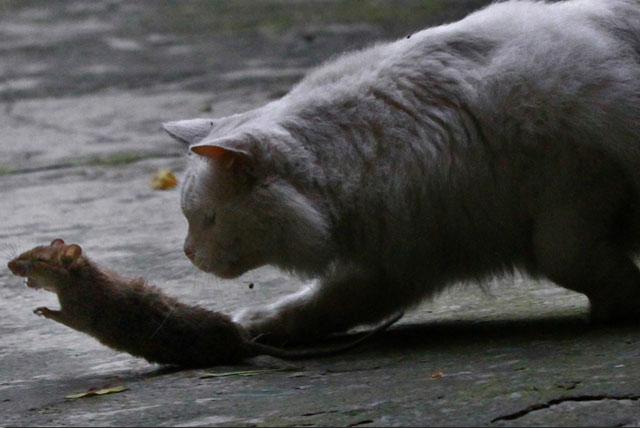 老鼠变身记在线阅读_变身老鼠猫版手机游戏_猫和老鼠游戏变身手机版