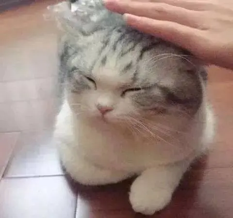猫玩手机的头像_主人玩手机猫咪为什么会叫_猫看主人玩手机游戏视频
