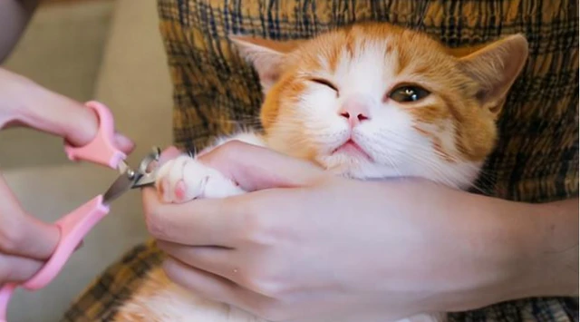 猫看主人玩手机游戏视频_猫玩手机的头像_主人玩手机猫咪为什么会叫