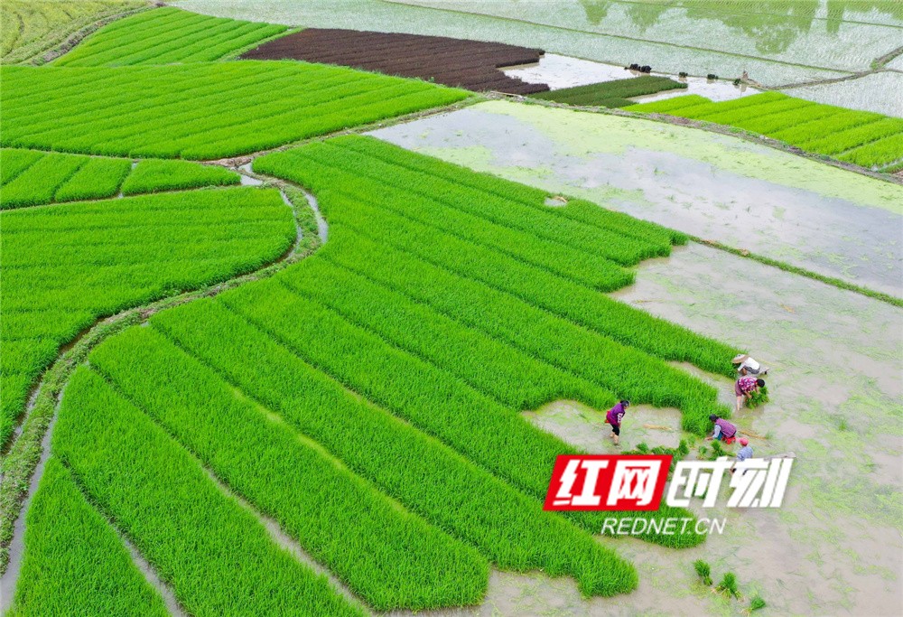 农村玩耍图片_农村小游戏的照片_农村晚上玩手机游戏图片