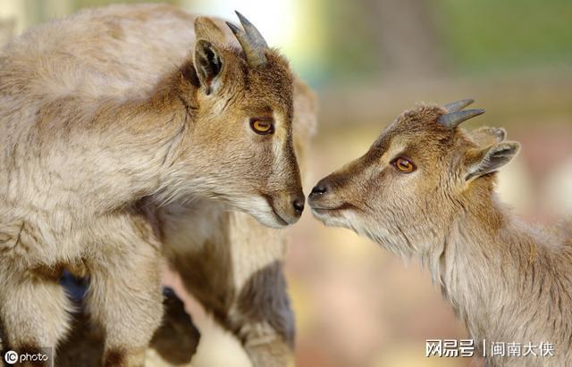 进入羊群_进入羊妈的肚子_怎么进入羊的哪里