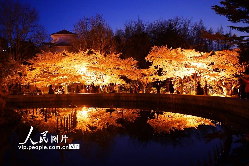 夜樱_樱夜四重奏花之歌_樱夜先生的电视剧