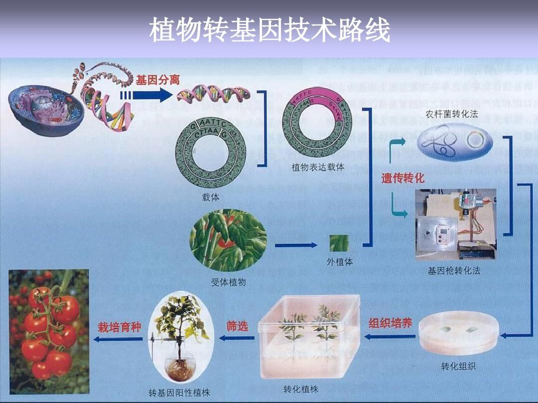 搜种子的网_搜种子的_种子搜