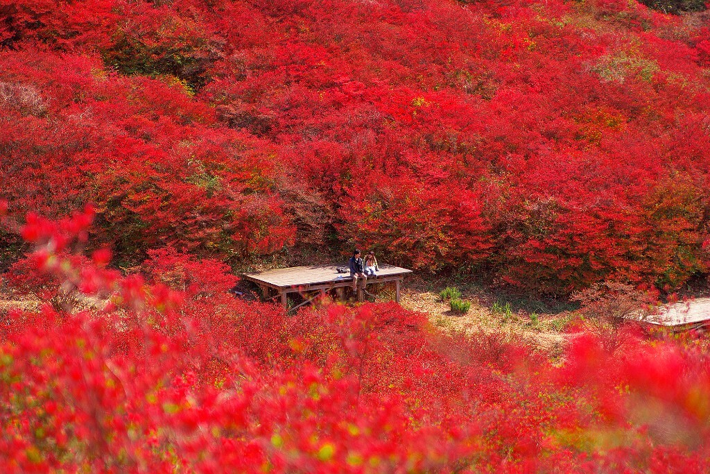 吉野_泷川吉野_吉野樱花价格