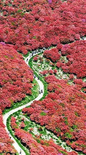 吉野樱花价格_吉野_泷川吉野