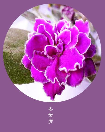 冬日语罗马音_各种花的罗马音_冬之花罗马音