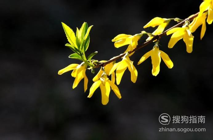 新天龙八部游戏拍照取景_与花拍照怎么摆姿势_花市拍照手机游戏