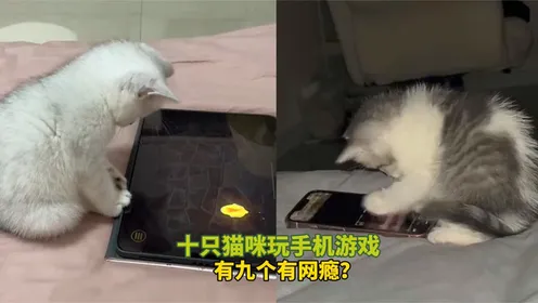 解说抢猫宝宝手机游戏_猫抢宝宝手机游戏解说_抢猫玩具