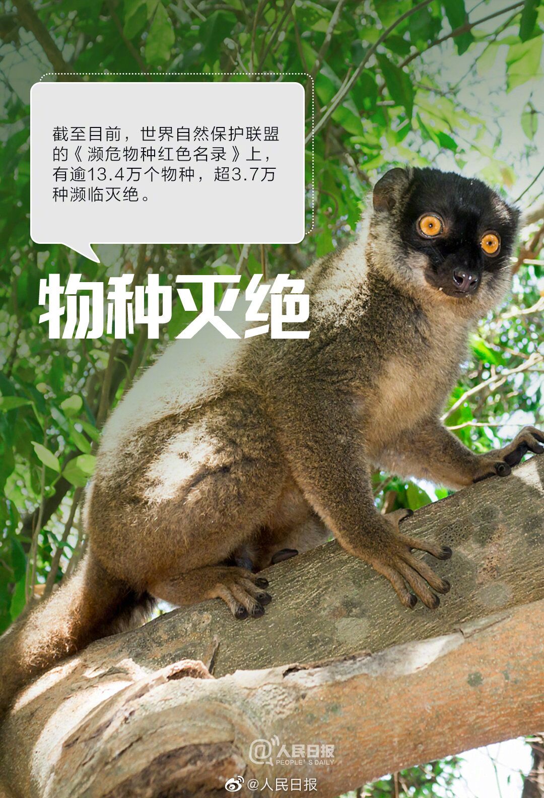 猩猩流感_猩猩流感困难攻略_猩猩流感和平相处攻略