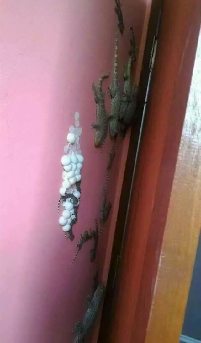 恐怖手机游戏画面_恐怖画面手机游戏大全_恐怖画面手机游戏推荐