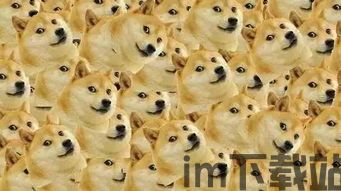 doge怎么提到tp钱包,狗狗币（DOGE）如何安全转入TP钱包？详细教程解析(图6)