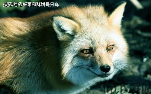 小狐狸中文版最新版本怎么用不了,小狐狸中文版最新版本使用问题解答(图1) 小狐狸中文版最新版本怎么用不了,小狐狸中文版最新版本使用问题解答(图1)
