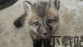 小狐狸中文版最新版本怎么用不了,小狐狸中文版最新版本使用问题解答(图5) 小狐狸中文版最新版本怎么用不了,小狐狸中文版最新版本使用问题解答(图5)