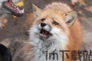 小狐狸中文版最新版本怎么用不了,小狐狸中文版最新版本使用问题解答(图11) 小狐狸中文版最新版本怎么用不了,小狐狸中文版最新版本使用问题解答(图11)