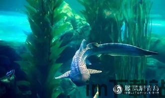 1.能够直接在海底世界当中去展开更多新的冒险。,探索未知的海底世界(图6) 1.能够直接在海底世界当中去展开更多新的冒险。,探索未知的海底世界(图6)