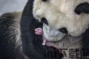 熊猫三职业,各具特色,助力游戏体验升级(图4) 熊猫三职业,各具特色,助力游戏体验升级(图4)