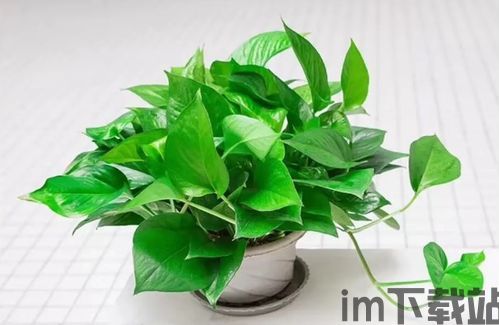 收usdt的钱包,如何选择和使用USDT钱包——安全存储你的加密货币(图5) 收usdt的钱包,如何选择和使用USDT钱包——安全存储你的加密货币(图5)