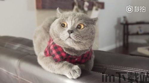 猫公主的老鼠王子,猫公主与老鼠王子的传奇爱情(图3) 猫公主的老鼠王子,猫公主与老鼠王子的传奇爱情(图3)
