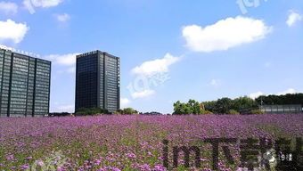 cj绽放公园,CJ绽放公园,打造城市绿肺,共享生态美好时光(图2) cj绽放公园,CJ绽放公园,打造城市绿肺,共享生态美好时光(图2)