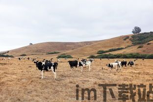 海边牧场,海洋生态与旅游融合的新篇章(图1)