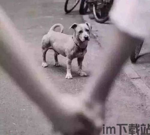 比特币和狗庄韭菜哪个好,哪个是投资良策?(图4) 比特币和狗庄韭菜哪个好,哪个是投资良策?(图4)