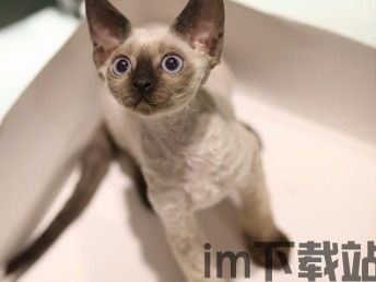 卷毛比特币,加密货币市场的独特现象(图3)