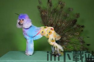 卷毛比特币,加密货币市场的独特现象(图5)