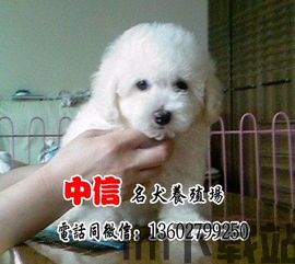 卷毛比特币,加密货币市场的独特现象(图6)