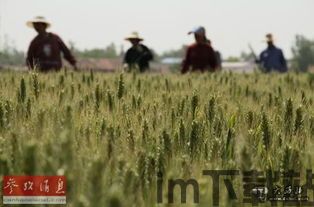 比特币 庄稼,揭秘其存在与影响(图5) 比特币 庄稼,揭秘其存在与影响(图5)