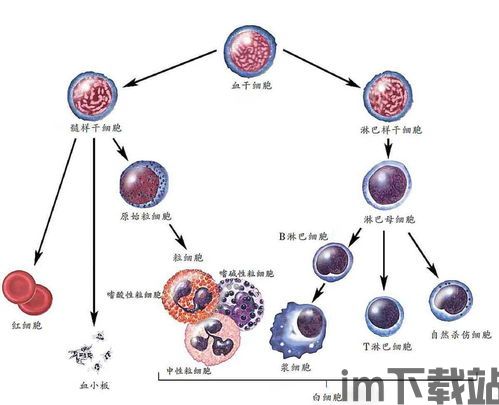 xsx版细胞分裂黑名单多少帧,黑名单》帧数解析(图1)