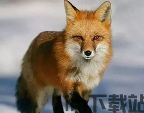 小狐狸钱包安全吗可靠吗知乎文章,小狐狸钱包安全吗?可靠吗?深度解析(图1) 小狐狸钱包安全吗可靠吗知乎文章,小狐狸钱包安全吗?可靠吗?深度解析(图1)
