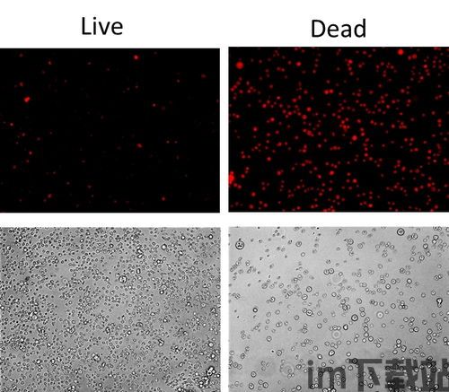 死细胞(图1)