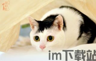 我是一只猫游戏 (图2)