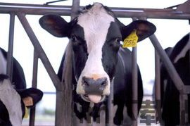 乳牛战车,揭秘火影忍者中的独特忍具与战斗技巧(图3) 乳牛战车,揭秘火影忍者中的独特忍具与战斗技巧(图3)