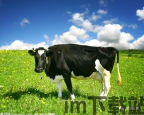 乳牛战车,揭秘火影忍者中的独特忍具与战斗技巧(图2) 乳牛战车,揭秘火影忍者中的独特忍具与战斗技巧(图2)