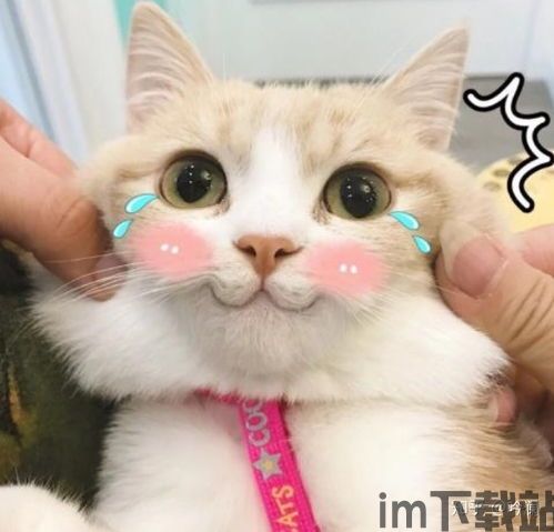 skype猫表情包下载,趣味互动新体验(图2) skype猫表情包下载,趣味互动新体验(图2)