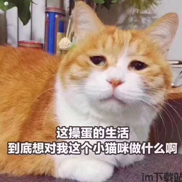 skype猫表情包下载,趣味互动新体验(图3) skype猫表情包下载,趣味互动新体验(图3)
