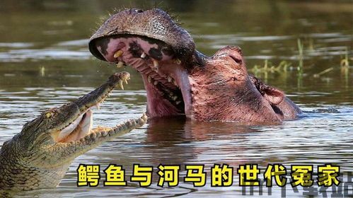 鳄鱼为什么不吃河马,揭秘两者间的生态平衡之谜(图1) 鳄鱼为什么不吃河马,揭秘两者间的生态平衡之谜(图1)