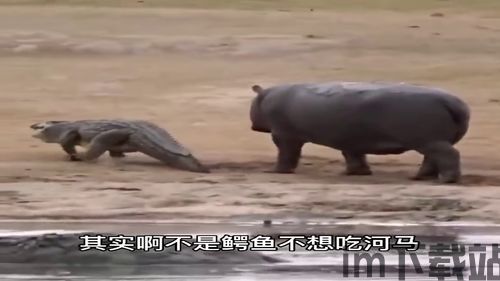 鳄鱼为什么不吃河马,揭秘两者间的生态平衡之谜(图2) 鳄鱼为什么不吃河马,揭秘两者间的生态平衡之谜(图2)
