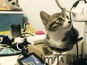 贪玩猫游戏交易最新版下载v1.1.0 (图3) 贪玩猫游戏交易最新版下载v1.1.0 (图3)