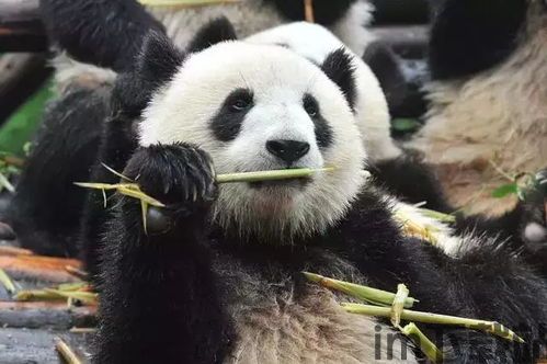 熊猫爬树 (图3) 熊猫爬树 (图3)