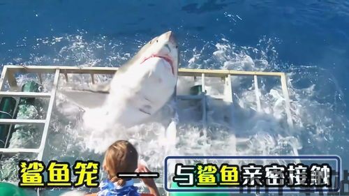 大白鲨加速器 (图1) 大白鲨加速器 (图1)